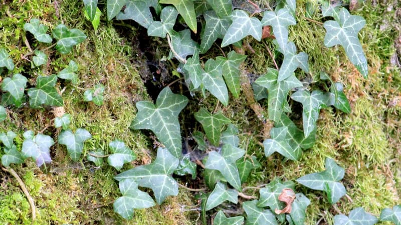 Phytotherapie