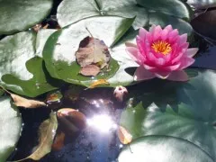 Familienstellen und Seerose