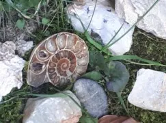 Schnecke zwischen Steinen 