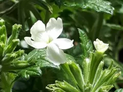 Zwillingsaufstellung weisse Blüten