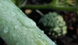 Systemische Aufstellung