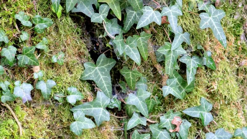 Phytotherapie
